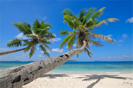 feuille de palmier - Palm Trees on Beach with Indian Ocean, La Digue, Seychelles Photographie de stock - Premium Libres de Droits, Code: 600-07653904