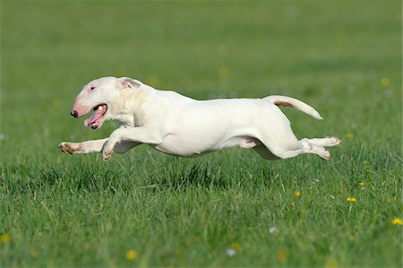 English Bull Terrier Running in Meadow, Bavaria, Germany Stock Photo - Premium Royalty-Free, Code: 600-07653916