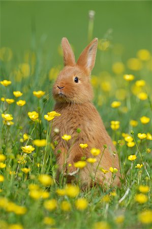 Baby Rabbit Standing on Hind Legs in Buttercup Meadow in Spring, Bavaria, Germany Stock Photo - Premium Royalty-Free, Code: 600-07653918