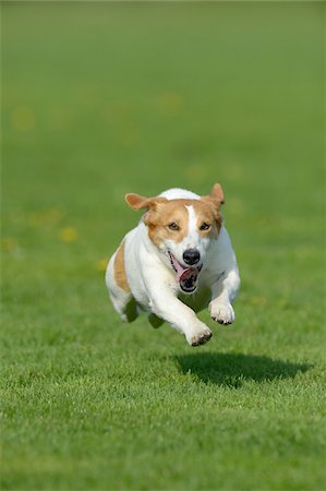 Jack Russel Terrier Running in Meadow, Bavaria, Germany Photographie de stock - Premium Libres de Droits, Code: 600-07653929