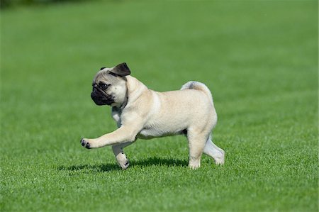 doguillo - Pug Running in Meadow, Bavaria, Germany Foto de stock - Sin royalties Premium, Código: 600-07653920