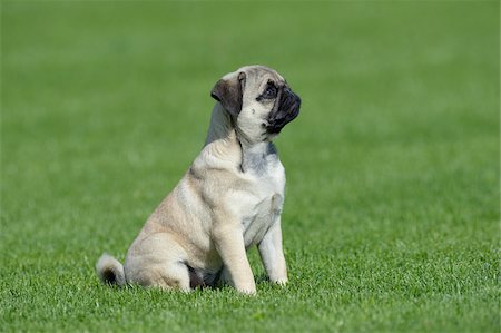 Pug Sitting in Meadow, Bavaria, Germany Stock Photo - Premium Royalty-Free, Code: 600-07653922