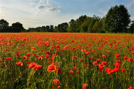 field and flowers nobody - Field of Poppies in Summer, Niedernberg, Spessart, Bavaria, Germany Stock Photo - Premium Royalty-Free, Code: 600-07674806