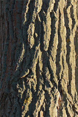 simsearch:600-07802905,k - Poplar Tree Bark, Spessart, Bavaria, Germany Foto de stock - Sin royalties Premium, Código: 600-07674800