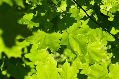 spring maple trees pictures - Maple Tree Leaves in Spring, Bavaria, Germany Stock Photo - Premium Royalty-Free, Code: 600-07674801