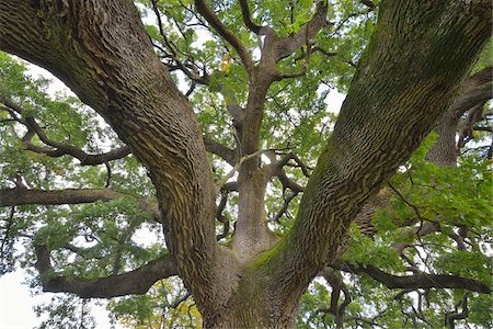 Large Old Oak Tree, San Quirico d'Orcia, Val d'Orcia, Province of Siena, Tuscany, Italy Foto de stock - Sin royalties Premium, Código: 600-07674818