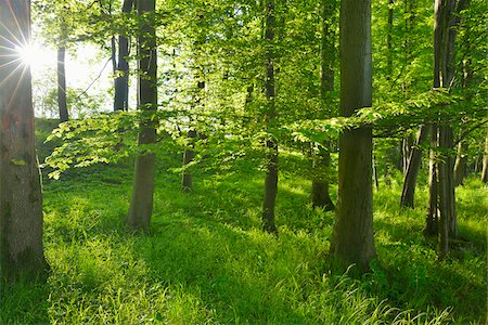 Sun through Forest in Spring, Vogelsberg District, Hesse, Germany Foto de stock - Sin royalties Premium, Código: 600-07674810