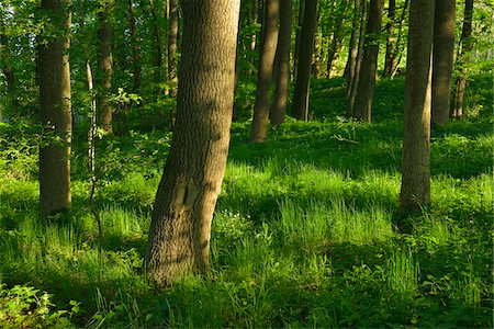 suelo forestal - Forest in Spring, Vogelsberg District, Hesse, Germany Foto de stock - Sin royalties Premium, Código: 600-07674812