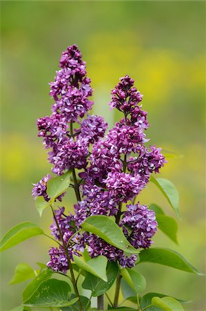 simsearch:600-08022745,k - Close-up of Common Lilac (Syringa vulgaris) Blossoms in Spring, Styria, Austria Foto de stock - Sin royalties Premium, Código: 600-07671998