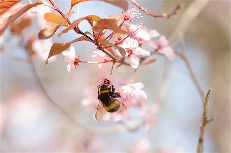 Close-up of Tree Bumblebee (Bombus hypnorum) on Cherry Plum (Prunus cerasifera) Blossom in Spring, Franconia, Bavaria, Germany Stock Photo - Premium Royalty-Free, Code: 600-07672004