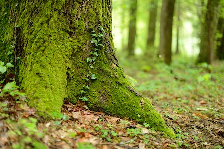 deciduous forest floor - Close-up of Sweet Chestnut (Castanea sativa) Tree Trunk in Spring, Styria, Austria Stock Photo - Premium Royalty-Free, Code: 600-07672002