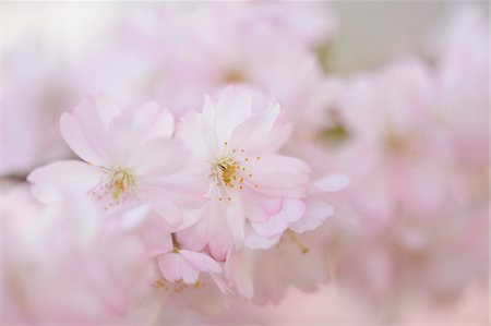 franconia - Close-up of Japanese Cherry (Prunus serrulata) Blossoms in Spring, Franconia, Bavaria, Germany Foto de stock - Sin royalties Premium, Código: 600-07672003