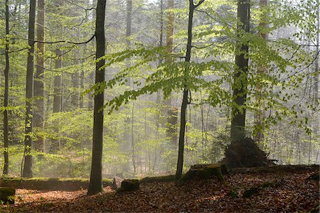 fagus sylvatica - Landscape with European Beech (Fagus sylvatica) Forest in Spring, Bavarian Forest National Park, Bavaria, Germany Photographie de stock - Premium Libres de Droits, Code: 600-07672010