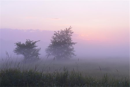Trees in field on misty mornig before sunrise, Nature Reserve Moenchbruch, Moerfelden-Walldorf, Hesse, Germany, Europe Photographie de stock - Premium Libres de Droits, Code: 600-07672128