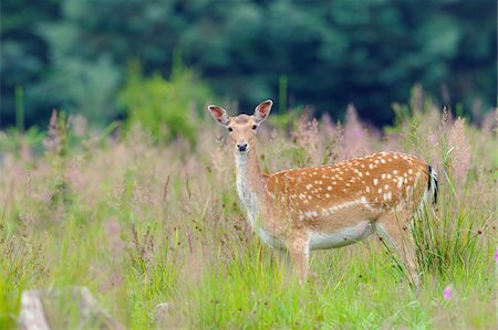 simsearch:600-07672138,k - Portrait of Fallow Deer (Cervus dama) standing in field in Summer, Female, Hesse, Germany, Europe Foto de stock - Sin royalties Premium, Código: 600-07672147