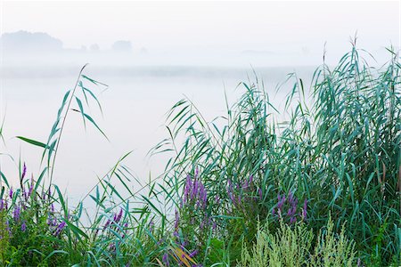 simsearch:600-07110711,k - Lake and Reeds in Early Morning Fog, Hesse, Germany Stock Photo - Premium Royalty-Free, Code: 600-07672214