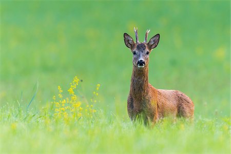 simsearch:600-06803936,k - Portrait of European Roe Buck (Capreolus capreolus) in Summer, Hesse, Germany Photographie de stock - Premium Libres de Droits, Code: 600-07672221