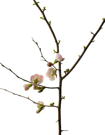 Small branch with cherry blossoms on white background, Studio Shot Photographie de stock - Premium Libres de Droits, Code: 600-07672307