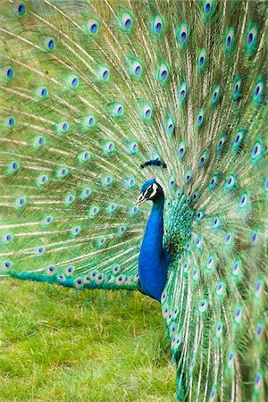 Close-up of peacock displaying his plumage, Tracy Aviary, Salt Lake City, Utah, USA Foto de stock - Sin royalties Premium, Código: 600-07672310