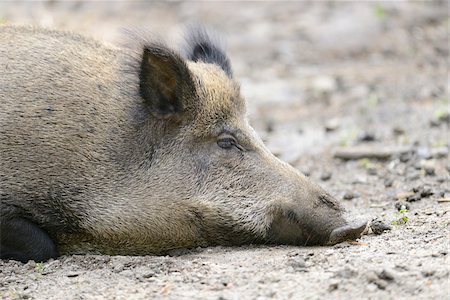 suidae - Portrait of a Wild boar or wild pig (Sus scrofa) in a forest in early summer, Wildlife Park Old Pheasant , Hesse, Germany Stock Photo - Premium Royalty-Free, Code: 600-07672324