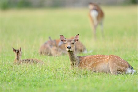 simsearch:600-07672355,k - Close-up of sika deer (Cervus nippon) on a meadow in early summer, Wildlife Park Old Pheasant, Hesse, Germany Photographie de stock - Premium Libres de Droits, Code: 600-07672328