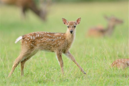 sika deer - Close-up of a sika deer (Cervus nippon) youngster on a meadow in early summer, Wildlife Park Old Pheasant, Hesse, Germany Stockbilder - Premium RF Lizenzfrei, Bildnummer: 600-07672329