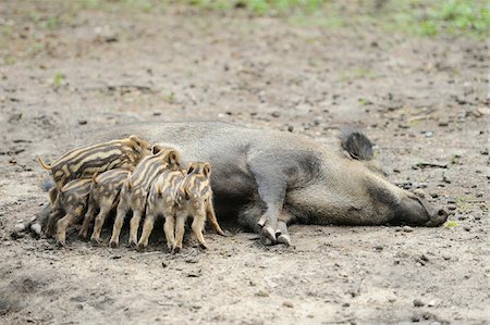 suidae - Close-up of Wild boar or wild pig (Sus scrofa) piglets with their mother in a forest in early summer, Wildlife Park Old Pheasant, Hesse, Germany Stock Photo - Premium Royalty-Free, Code: 600-07672331