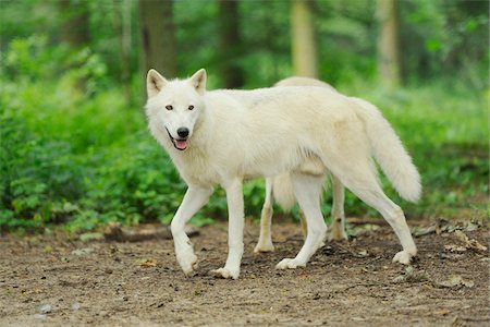 simsearch:600-07760225,k - Close-up of a Arctic wolf (Canis lupus arctos) in a forest in early summer, Wildlife Park Old Pheasant, Hesse, Germany Fotografie stock - Premium Royalty-Free, Codice: 600-07672332