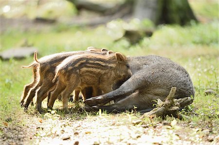dar de comer - Close-up of Wild boar or wild pig (Sus scrofa) piglets with their mother in a forest in early summer, Wildpark Alte Fasanerie Hanau, Hesse, Germany Foto de stock - Sin royalties Premium, Código: 600-07672347