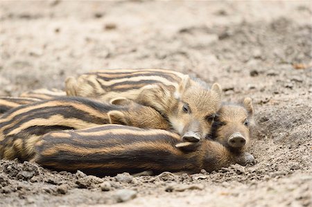 Close-up of Wild boar or wild pig (Sus scrofa) piglets in a forest in early summer, Wildpark Alte Fasanerie Hanau, Hesse, Germany Foto de stock - Sin royalties Premium, Código: 600-07672348