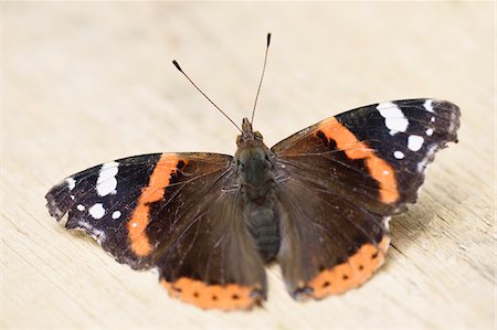 simsearch:649-07065256,k - Close-up of a Red Admiral (Vanessa atalanta) on a wooden board in early summer, Wildpark Alte Fasanerie Hanau, Hesse, Germany Photographie de stock - Premium Libres de Droits, Code: 600-07672349