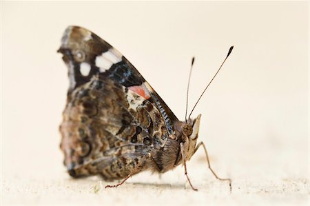 simsearch:600-07672355,k - Close-up of a Red Admiral (Vanessa atalanta) on a wooden board in early summer, Wildpark Alte Fasanerie Hanau, Hesse, Germany Photographie de stock - Premium Libres de Droits, Code: 600-07672350