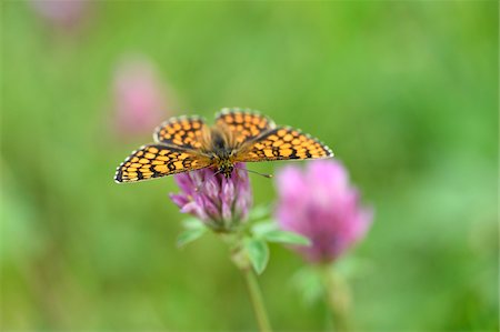 papillon - Close-up of Knapweed Fritillary (Melitaea phoebe) in Early Summer, Bavaria, Germany Photographie de stock - Premium Libres de Droits, Code: 600-07673635