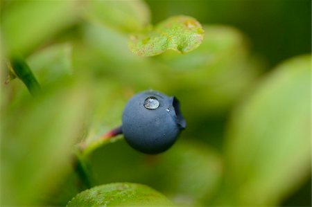 simsearch:600-03738966,k - Close-up of European Blueberry (Vaccinium myrtillus) Fruit in Forest on Rainy Day in Spring, Bavaria, Germany Stock Photo - Premium Royalty-Free, Code: 600-07673636