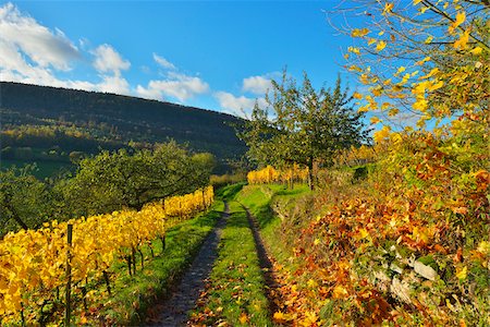 Path through Vineyard in Autumn, Centgrafenberg, Burgstadt, Untermain, Spessart, Franconia, Bavaria, Germany Photographie de stock - Premium Libres de Droits, Code: 600-07689543