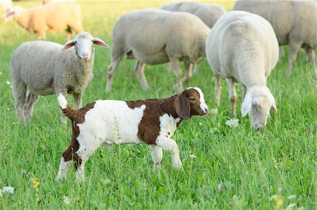 five animals - Group of Sheep (Ovis aries) and a Boer goat kid outdoors in summer, Uppre Palatinate, Bavaria, Germany Stock Photo - Premium Royalty-Free, Code: 600-07691596