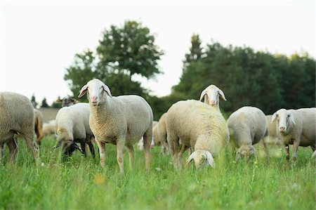 simsearch:600-07708356,k - Flock of sheeps (Ovis aries) on a meadow in summer, Upper Palatinate, Bavaria, Germany Stock Photo - Premium Royalty-Free, Code: 600-07691597