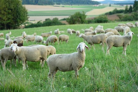 Flock of sheeps (Ovis aries) on a meadow in summer, Upper Palatinate, Bavaria, Germany Stockbilder - Premium RF Lizenzfrei, Bildnummer: 600-07691598