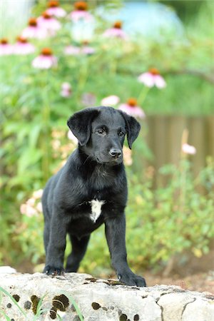 Mixed Black Labrador Retriever in a garden in summer, Upper Palatinate, Bavaria, Germany Stock Photo - Premium Royalty-Free, Code: 600-07691604