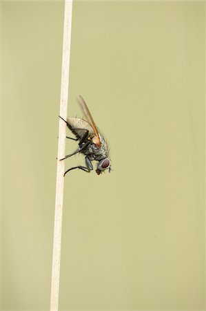 Close-up of a Blow fly (Calliphoridae) sitting on weed in summer, Upper Palatinate, Bavaria, Germany Stockbilder - Premium RF Lizenzfrei, Bildnummer: 600-07691606