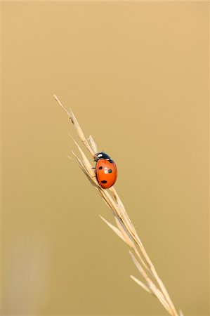 simsearch:600-03849141,k - Seven-spot ladybird bug (Coccinella septempunctata) sitting on a weed in summer, Upper Palatinate, Bavaria, Germany Photographie de stock - Premium Libres de Droits, Code: 600-07691608