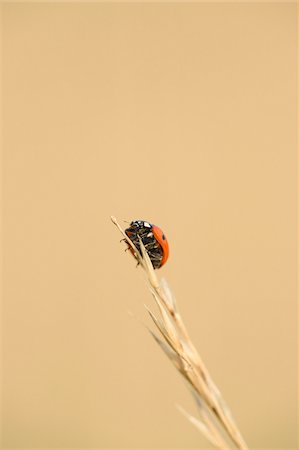 Seven-spot ladybird bug (Coccinella septempunctata) sitting on a weed in summer, Upper Palatinate, Bavaria, Germany Foto de stock - Sin royalties Premium, Código: 600-07691609