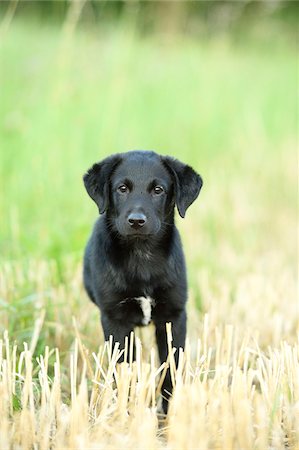 Mixed Black Labrador Retriever standing in a field in summer, Upper Palatinate, Bavaria, Germany Stockbilder - Premium RF Lizenzfrei, Bildnummer: 600-07691602