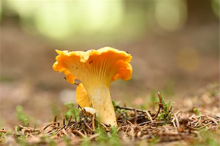 simsearch:614-08202062,k - Golden chanterelle (Cantharellus cibarius) growing out of the moss in autumn, Upper Palatinate, Bavaria, Germany Fotografie stock - Premium Royalty-Free, Codice: 600-07707607