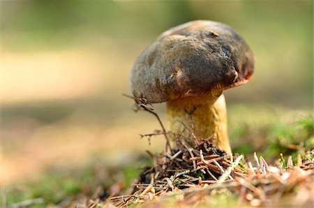 Close-up of a dotted stem bolete (Boletus luridiformis or Boletus erythropus) on Forest Floor in Autumn, Upper Palatinate, Bavaria, Germany Photographie de stock - Premium Libres de Droits, Code: 600-07707602