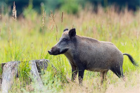 Wild boar (Sus scrofa), Female, Spessart, Bavaria, Germany, Europe Stock Photo - Premium Royalty-Free, Code: 600-07707615