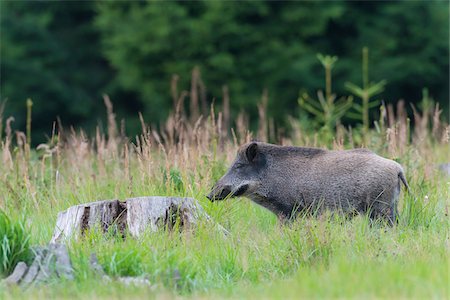 Wild boar (Sus scrofa), Tusker, Spessart, Bavaria, Germany, Europe Photographie de stock - Premium Libres de Droits, Code: 600-07707617