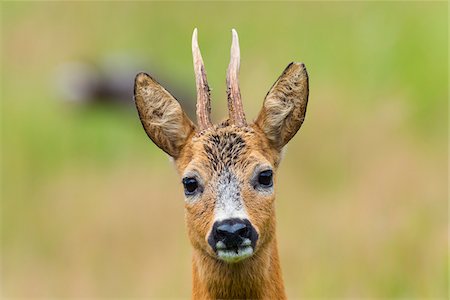Close-up portrait of roebuck (Capreolus capreolus) in summer, Spessart, Bavaria, Germany, Europe Photographie de stock - Premium Libres de Droits, Code: 600-07707613