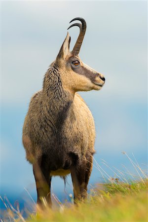 simsearch:600-07672355,k - Close-up portrait of a chamois, (Rupicapra rupicapra) Male, Hohneck, Vosges, Alsace, France Photographie de stock - Premium Libres de Droits, Code: 600-07707624