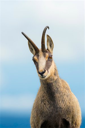 Close-up portrait of a chamois, (Rupicapra rupicapra) Hohneck, Vosges, Alsace, France Photographie de stock - Premium Libres de Droits, Code: 600-07707625